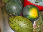 Melões e melancias do avô do Francisco Novo